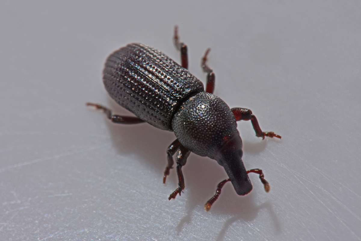 Curculionidae: Phloeophagus sp?   Phloeophagus lignarius !